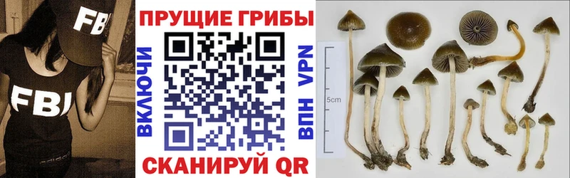 Галлюциногенные грибы Psilocybe  Хилок 